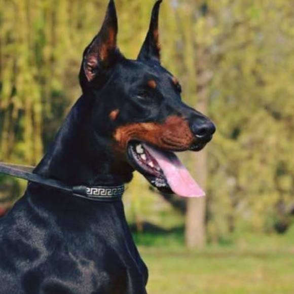 Meet your Posher, Tiffany - Picture 1 of 1